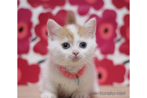 成約済の東京都のマンチカン(短足)-71500の4枚目